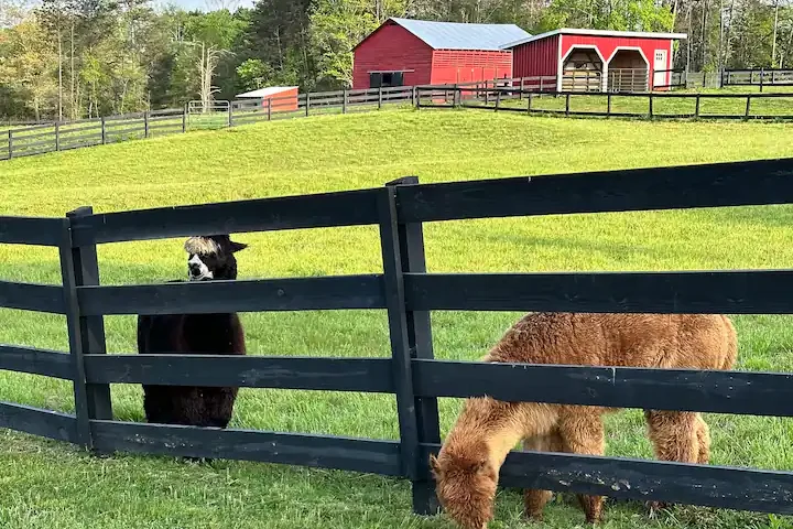 unique farm animals on vacation